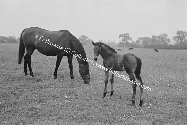 HEADFORD HOUSE  MISS ELIZABETH CLARKE WITH THOROUGHBRED MARES AND FOALS